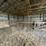 Calving Barn 3