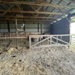 Calving Barn 4