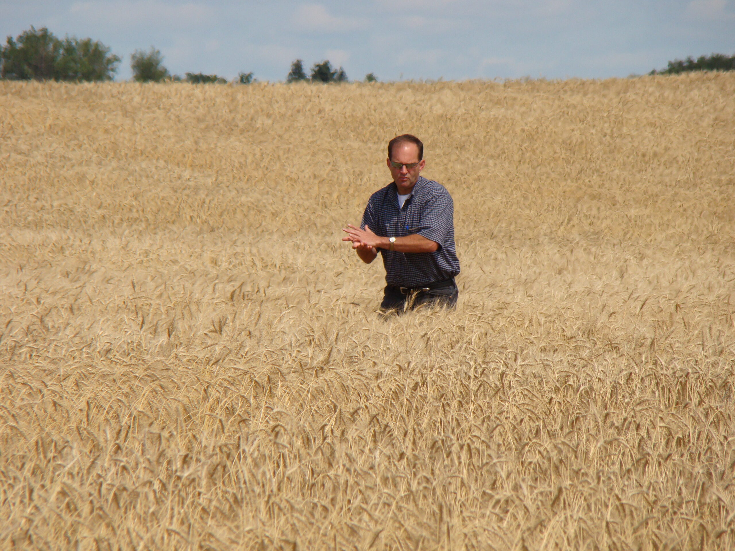 Tom on Paulsen Foller Wheat 081810 (3)