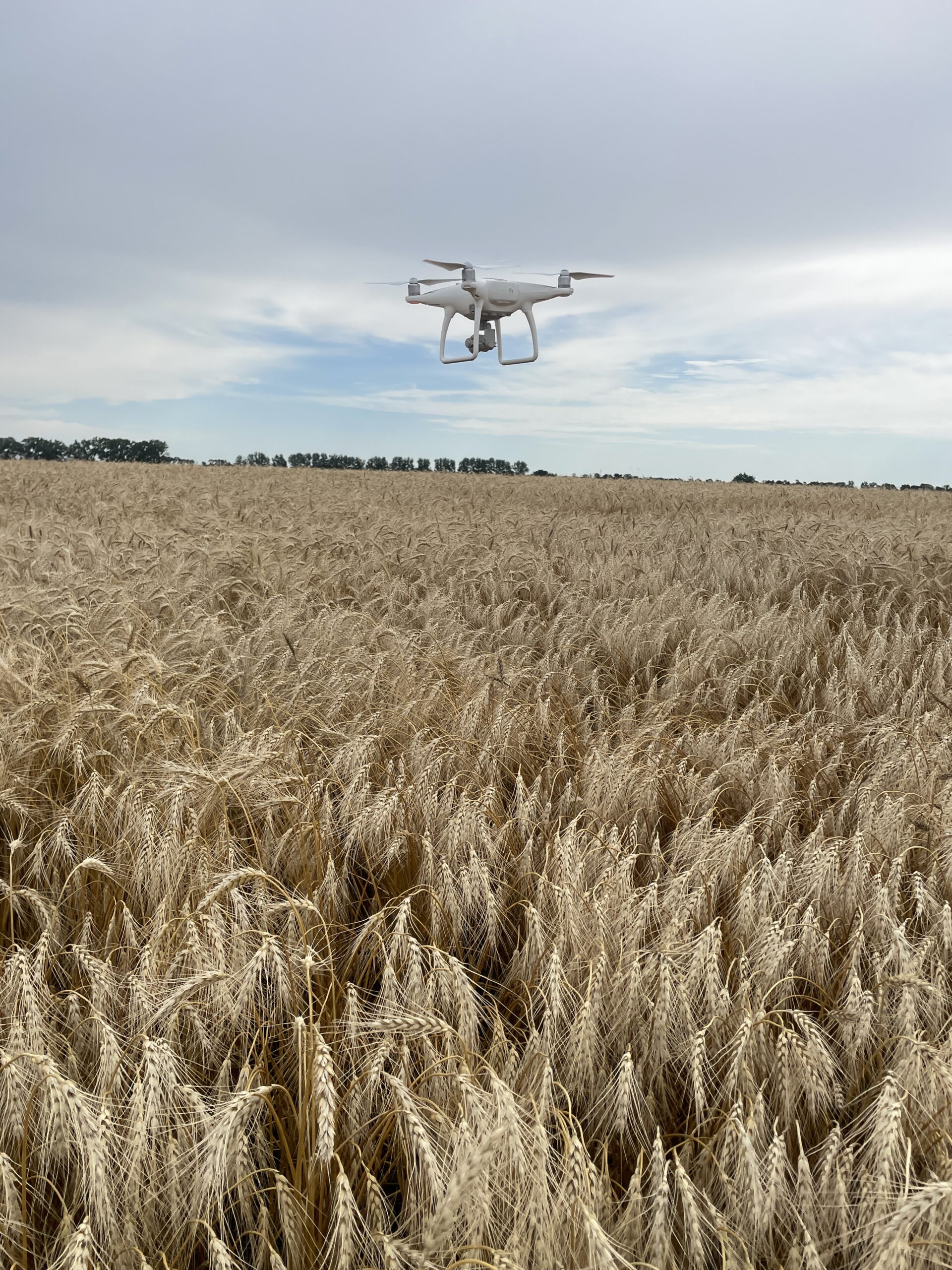 drone over wheat