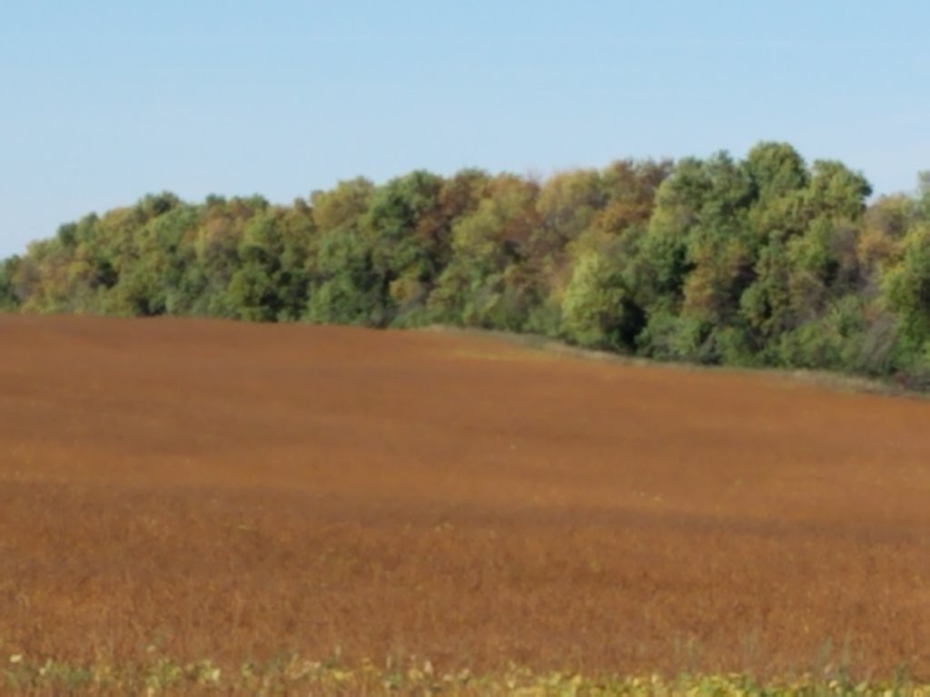 rolling field with trees on the horizon