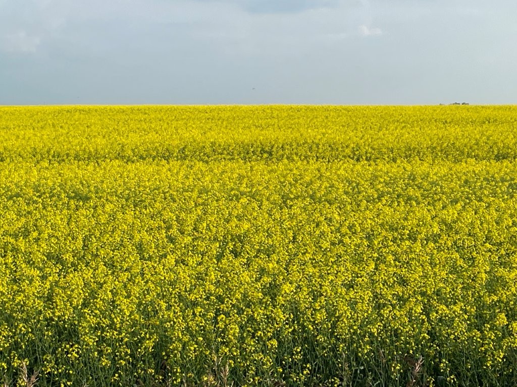 Canola field