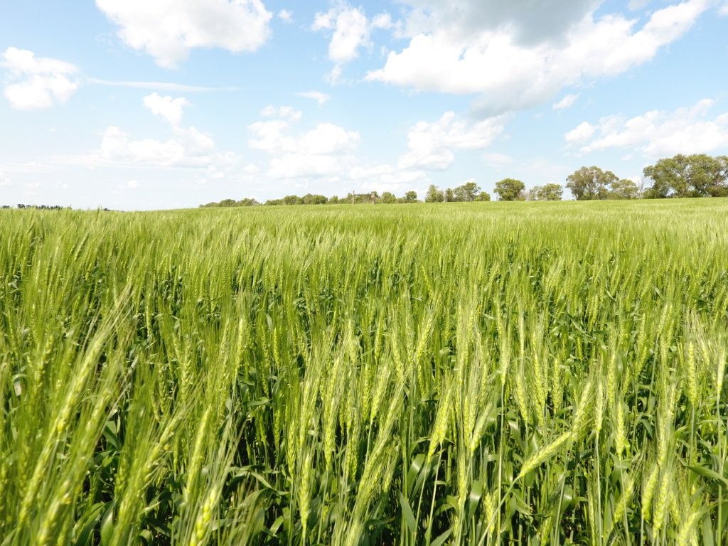 Wheat field