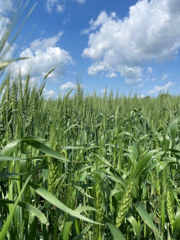 Corn field