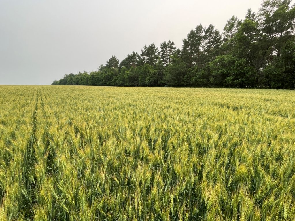 Wheat field