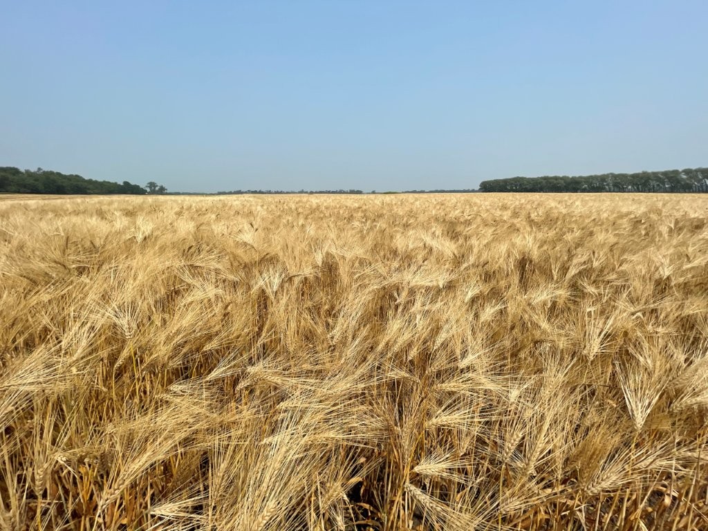 barley field
