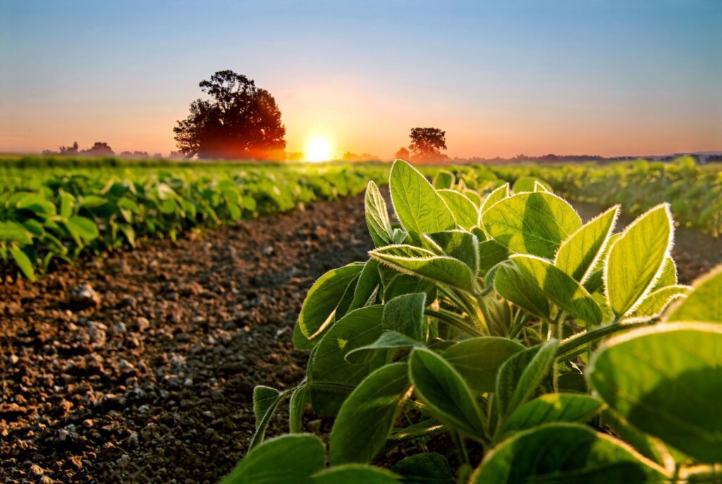 soybean field and soy plants in early morning 2024 10 18 05 31 25 utc