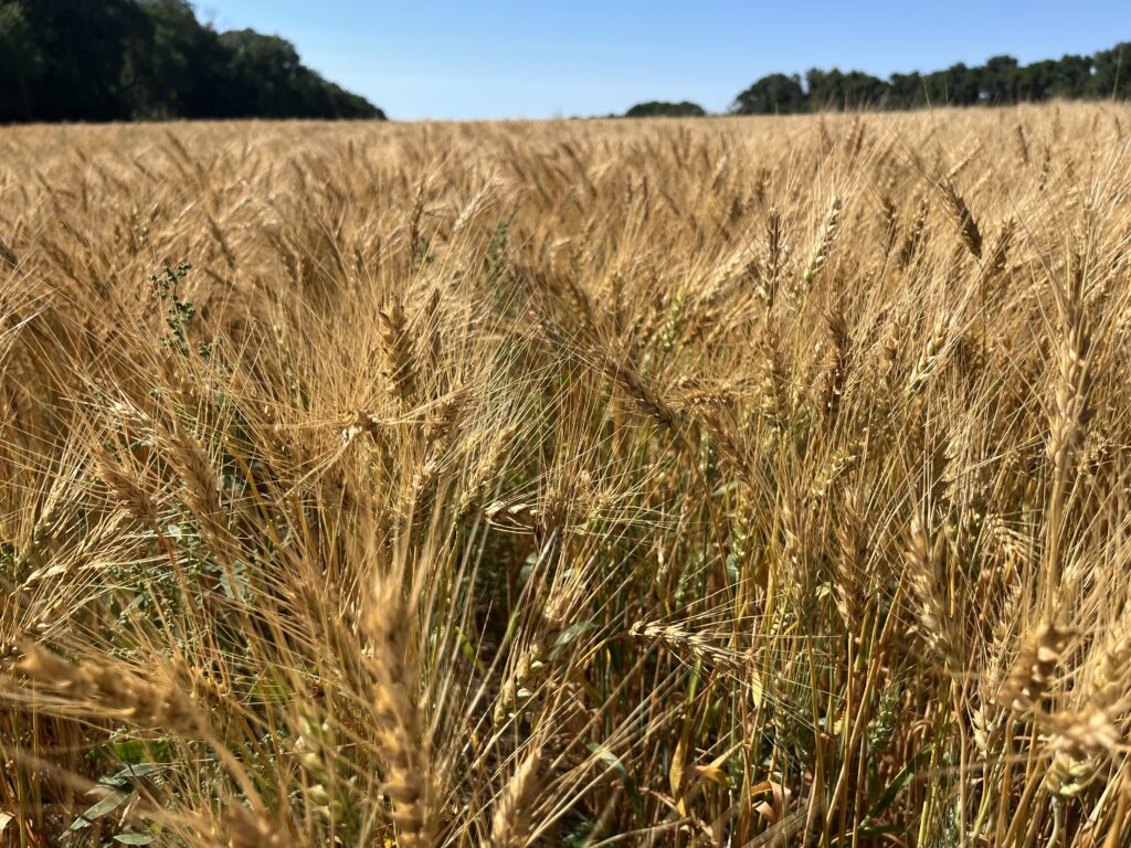Wheat