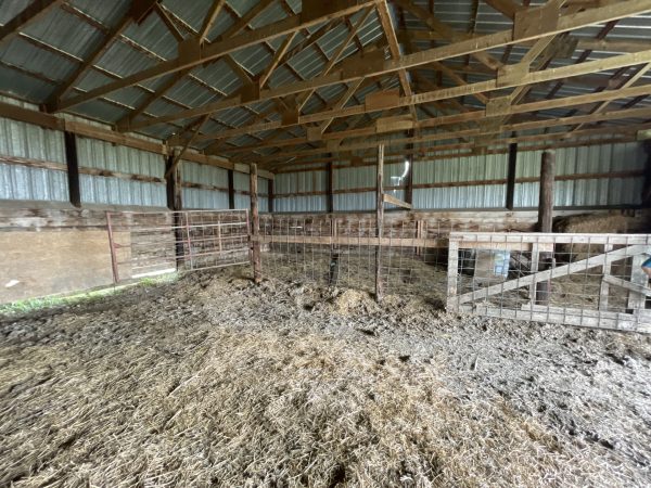 Calving Barn 3