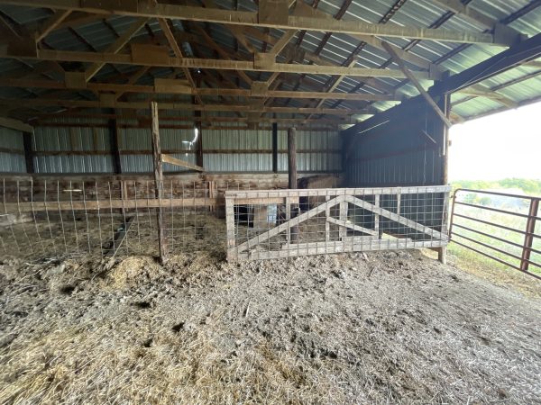 Calving Barn 4