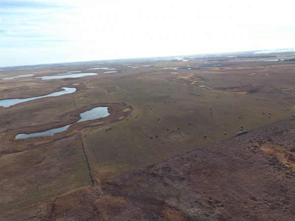 DJI 0021